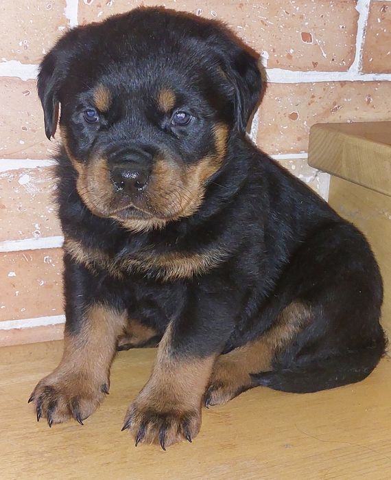 Rottweiler suczka Gotowa do odbioru.