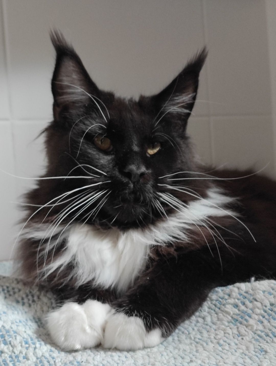 Kocur Maine Coon