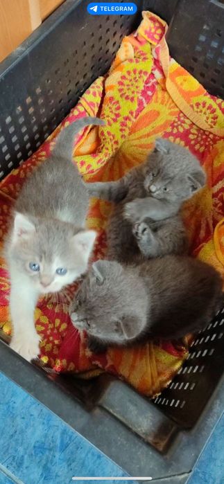 Кошеня, 2 сірих, 2 міс.