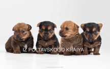 Цуценята норвіч терʼєр FCI