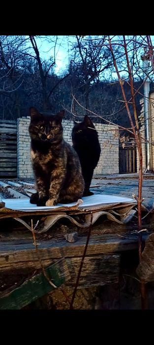 Черкаси і міста поруч! Молода кішечка шукає дім