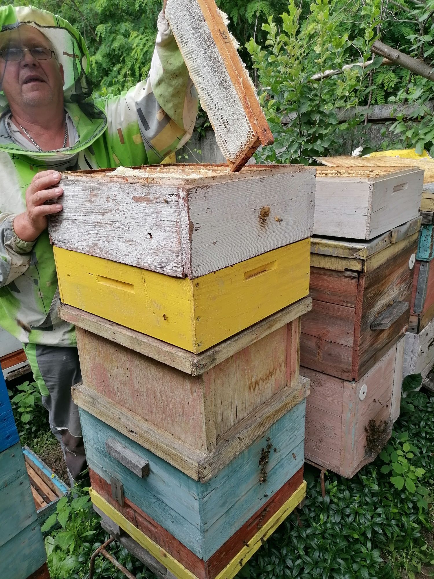 Пчелосемьи ,пакети ,бжолосім'ї