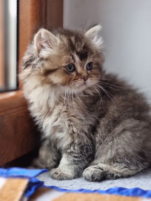 Kotek kotki Brytyjski Długowłosy