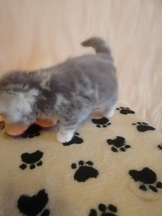 Шотландские девочки