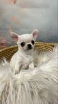 Chłopczyk chihuahua rodowód ZKwP