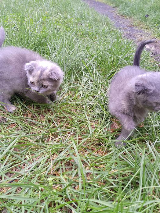 Кошенята шотландські