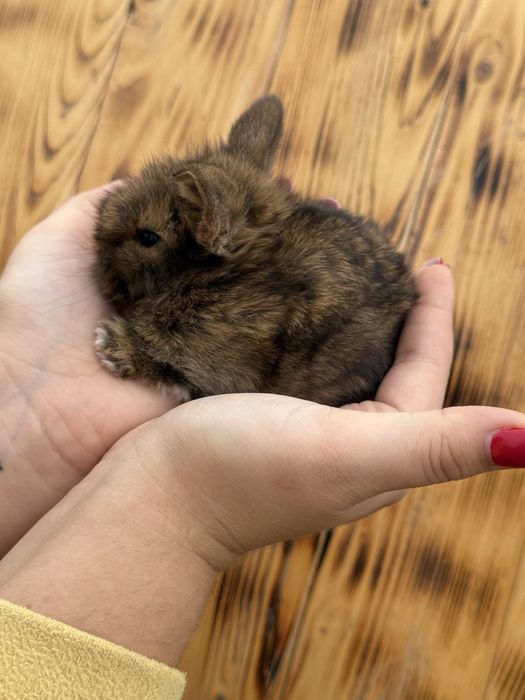 Декоративний кролик