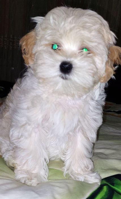 Девочки мальтипу ф1.