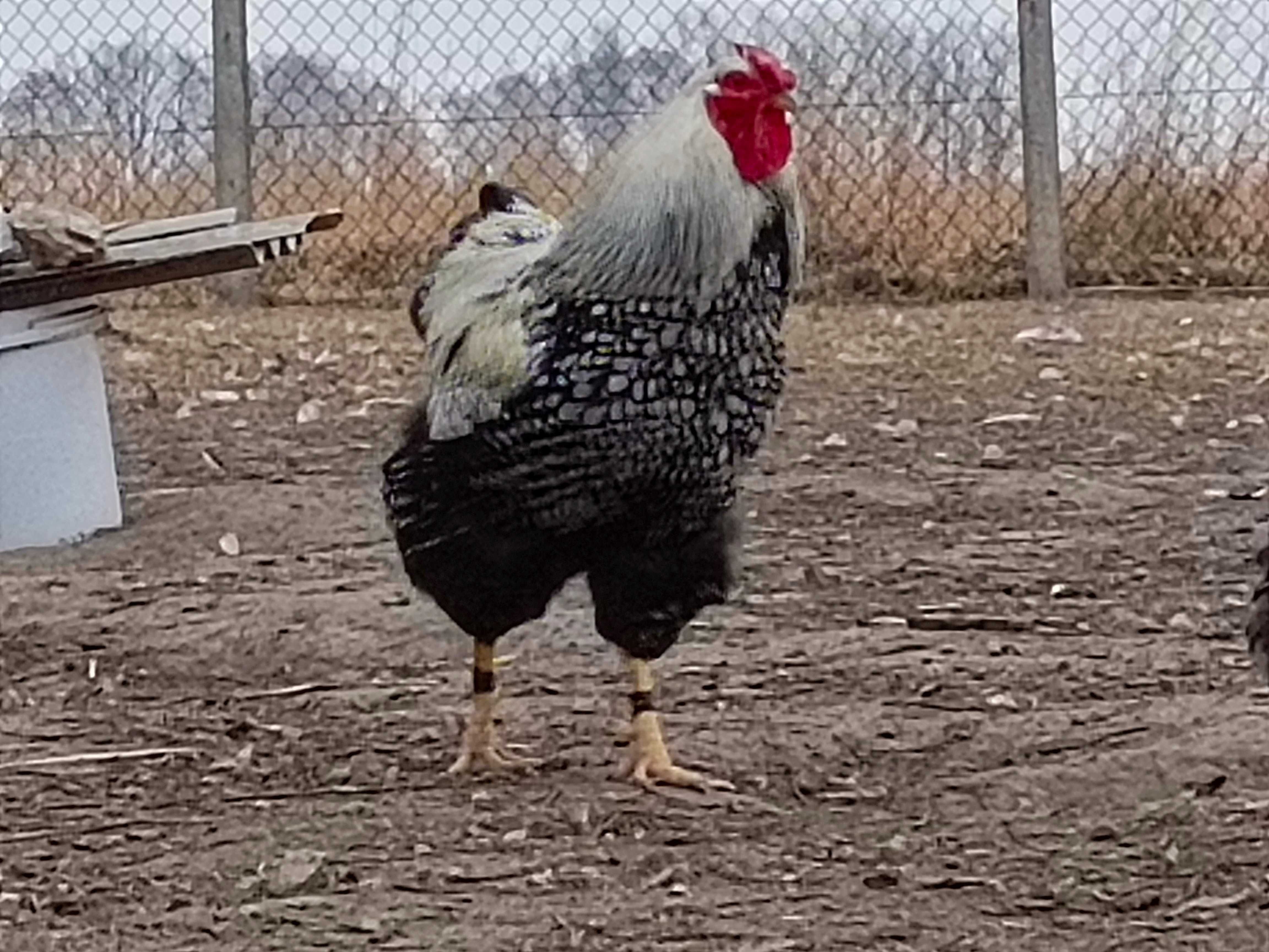Sprzedam jaja lęgowe kur wyandotte
