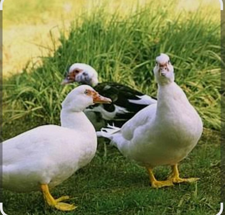 Kaczki, kaczka na mięso mulard, mulardy duże, żywe