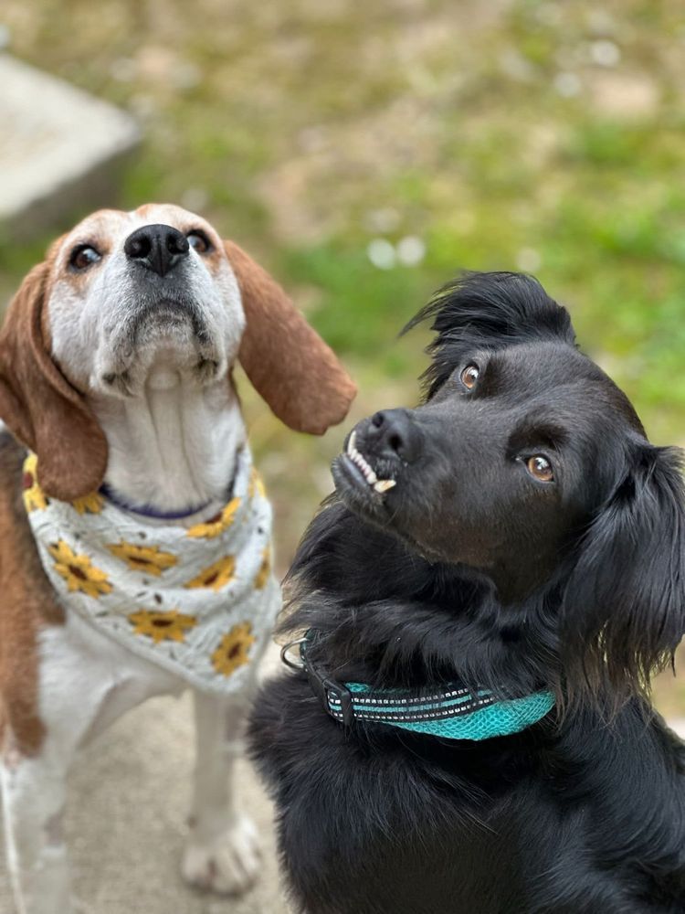 Malva - Beagle para adoção responsável