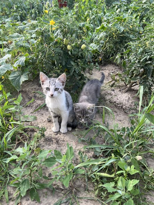 Кошенята