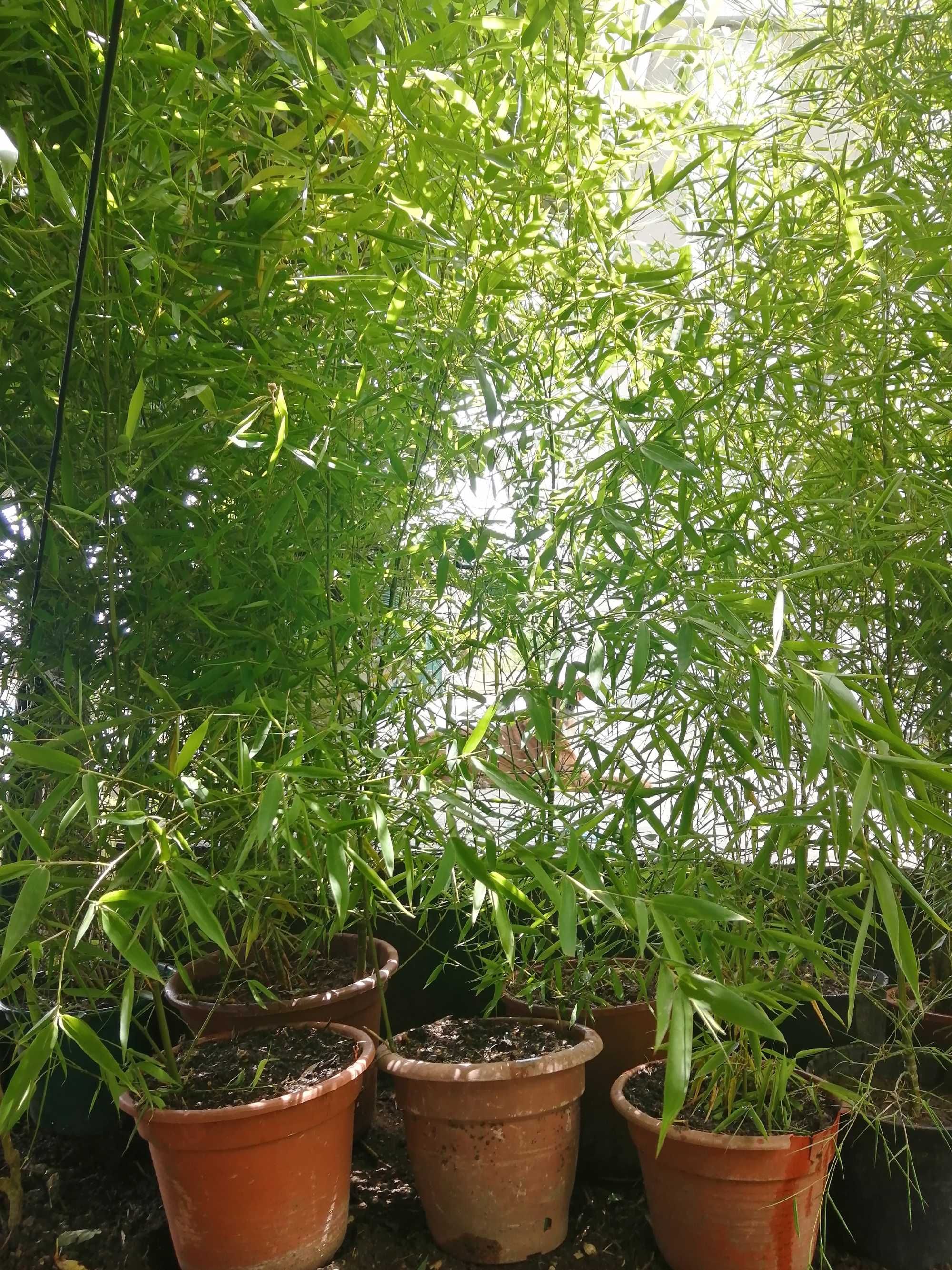 Vaso grande de bambu natural