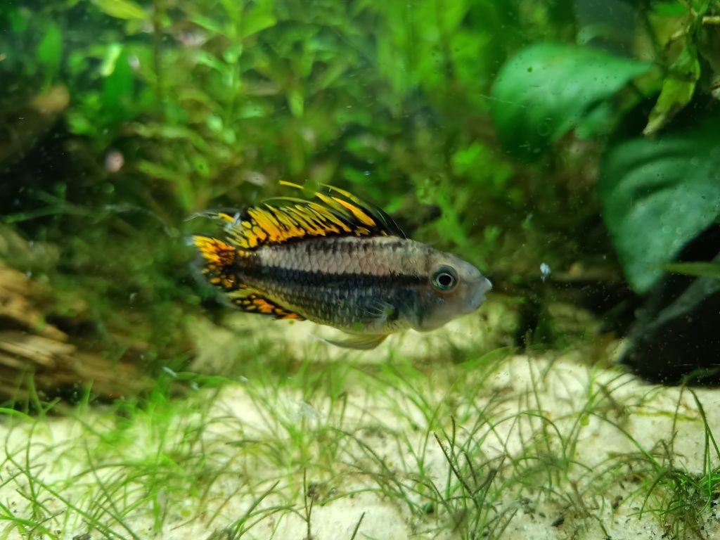 Pielęgniczka kakadu apistogramma cacatufoides polska hodowla