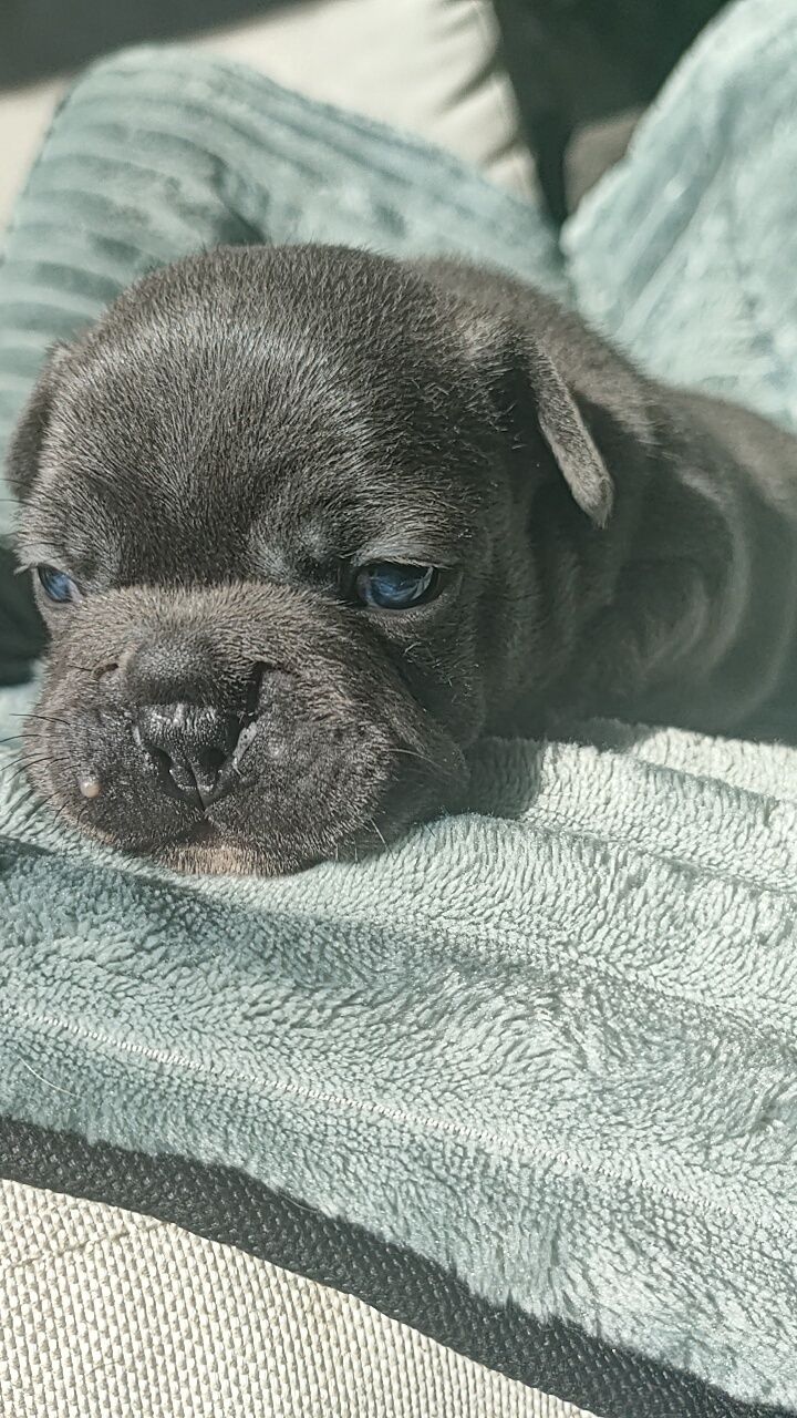 Buldog francuski niebieski