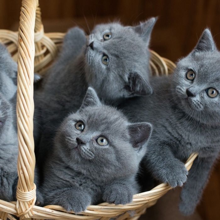 Котята шотландцы
