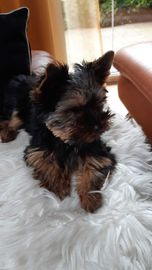 Yorkshire Terrier-piesek