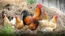 KURY NIOSKI młode z pierwszym jajkiem! Messa Astra Leghorn ! Zapraszam