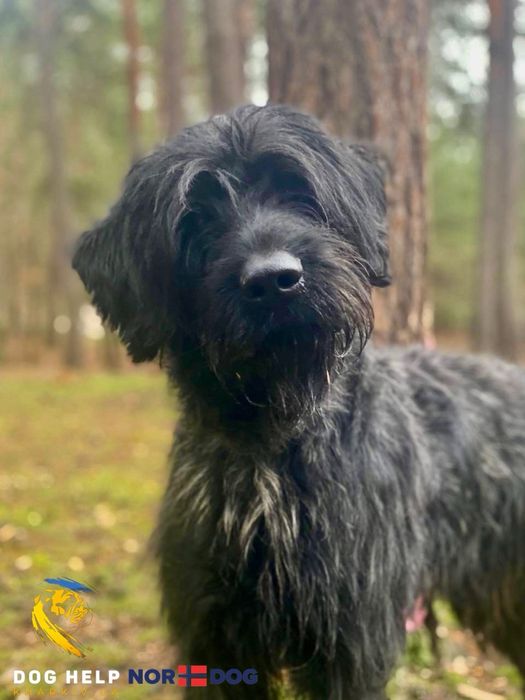 НІк шукає дім