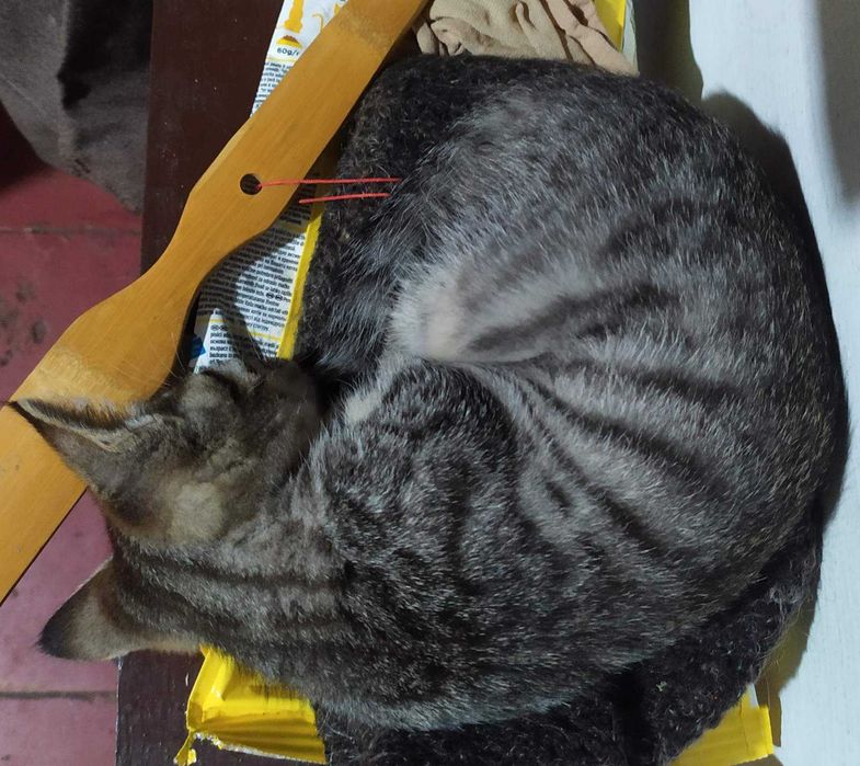 Смугасті гарнючі кошенята в добрі руки. Котята безкоштовно