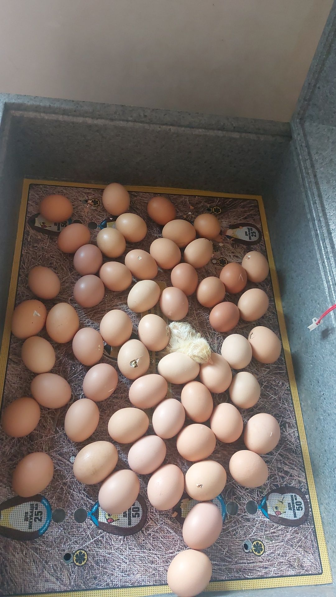Домашні яйця великі (за 1 шт) ,яйце куряче,яйцо куриное,яйця,,яйцо инк