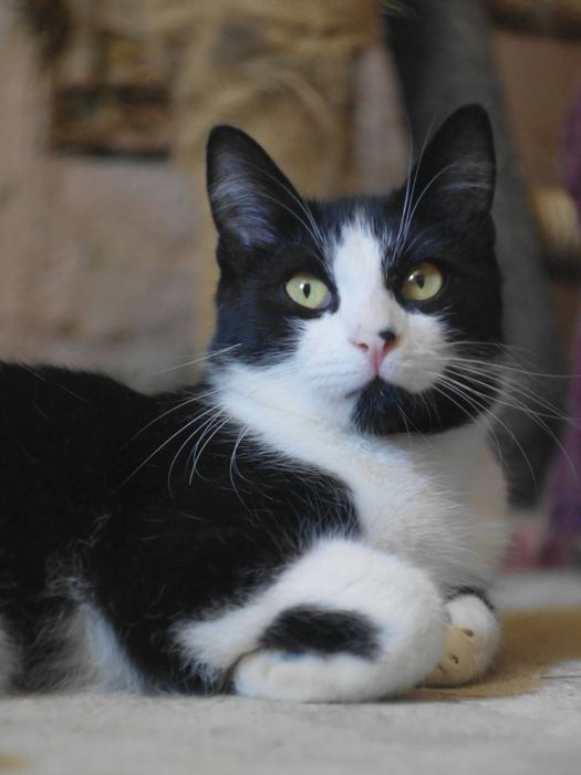 Кот котенок подросток черный белый черно белый