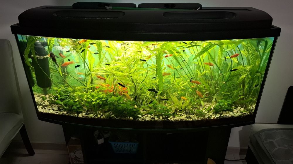 Akwarium 240L z szafką