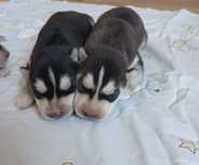 Szczeniaczek Siberian husky.Elitarny rodowód