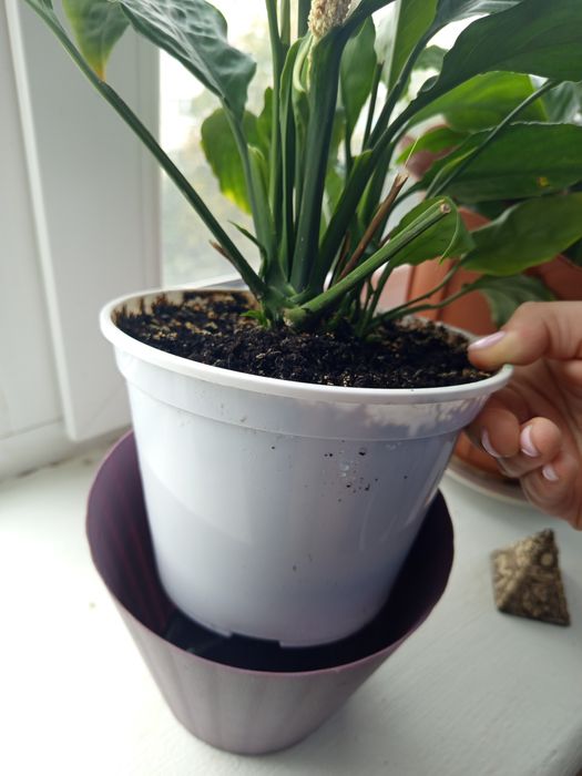 Спатифілум та Сансев'єрія