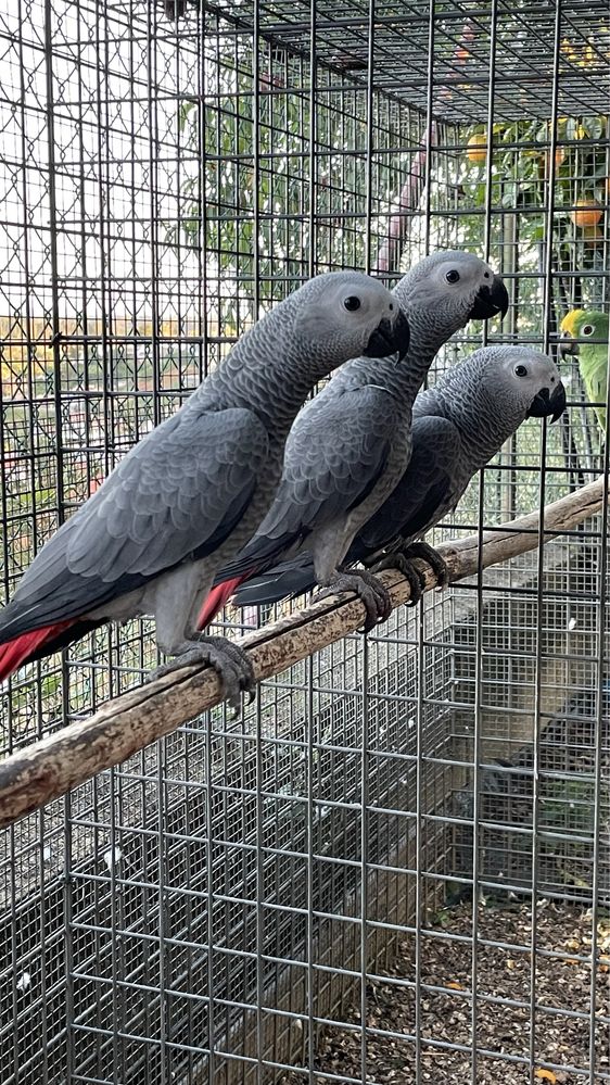 Papagaio cinzento