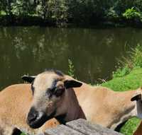 Owce kameruńskie stado