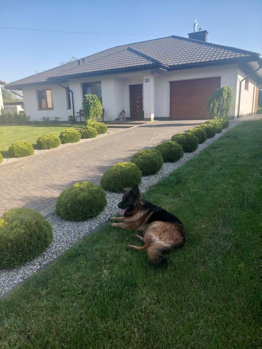 Dom parterowy z dużą działką - Koniemłoty