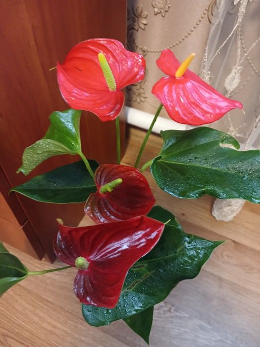 Продам  антуриум