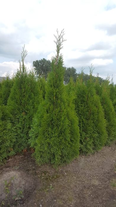 Tuja, tuje szmaragd wysokość 1.10m-1.20m. Szkółka Krupocin.