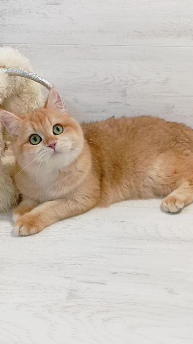 1.5 года кошечке. Золотая шиншилла ny12