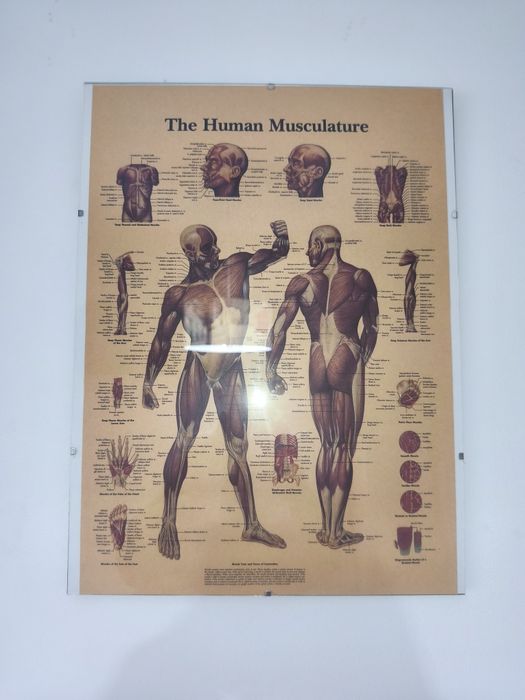 POSTER'S Saude-Musculos/Esqueleto/Pele