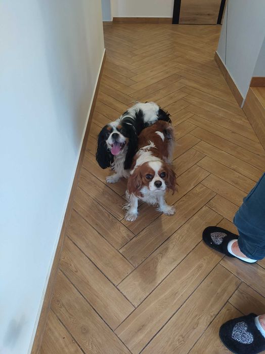Cavalier King Charles Spaniel - Sochaczew