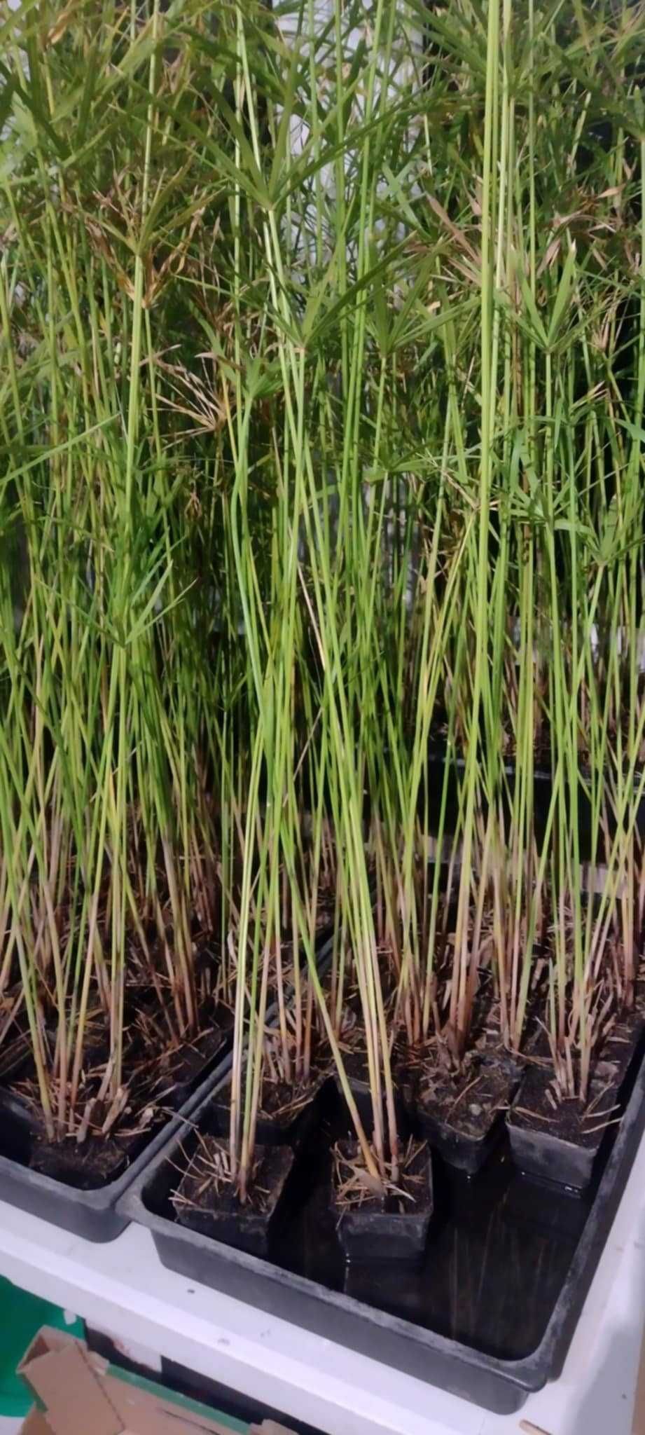 cibora papirus 4 sadzonki