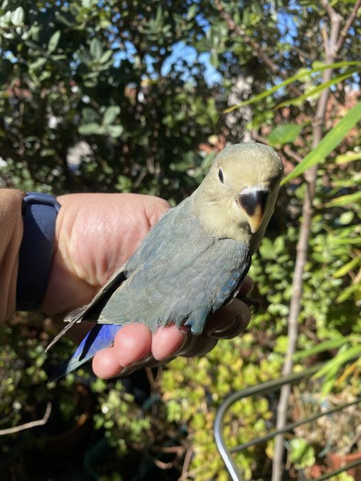 Agapornis domesticado promoção