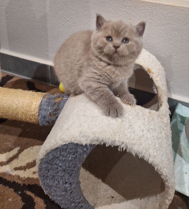 Fêmea  scottish straight lilás