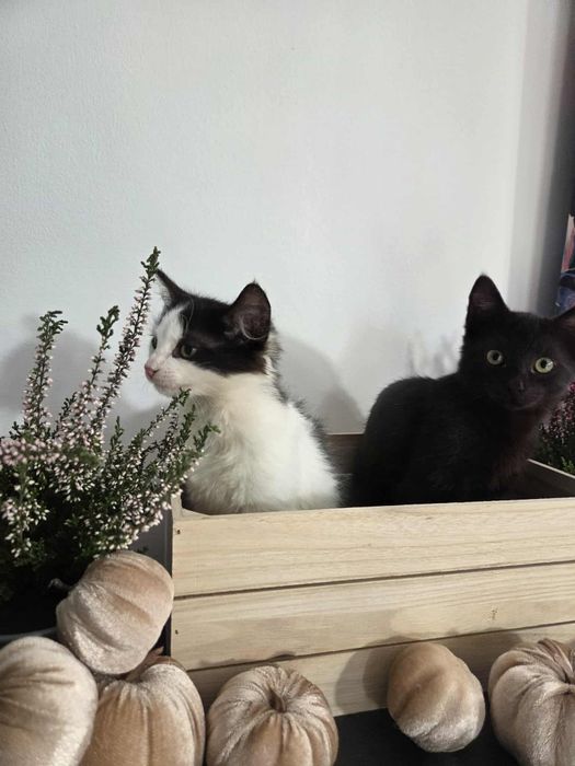 Możliwa adopcja w pakiecie