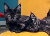 Maine coon Kocurek czarny solid