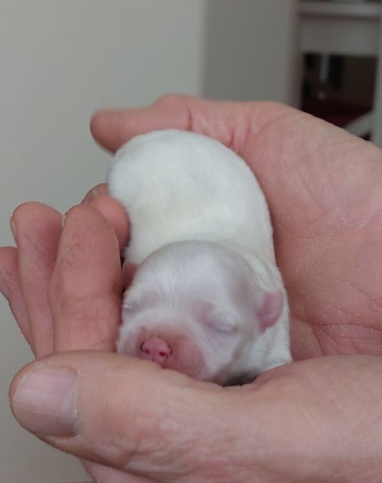 Maltamczyk . Maltanka . Piesek