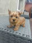 Piękny mini chlopczyk Yorkshire Terrier