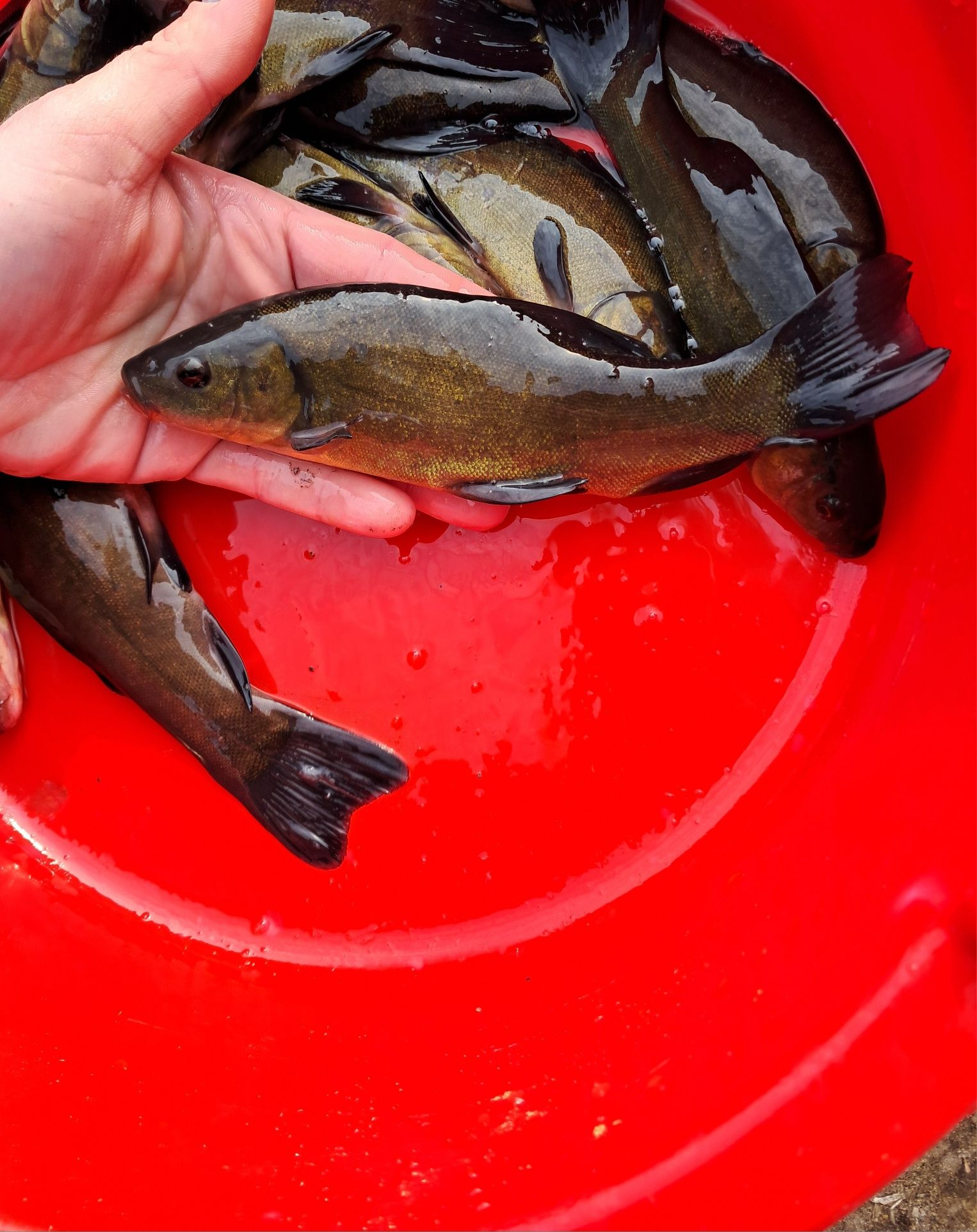 Lin narybek 15-20cm, Jesiotr, karp