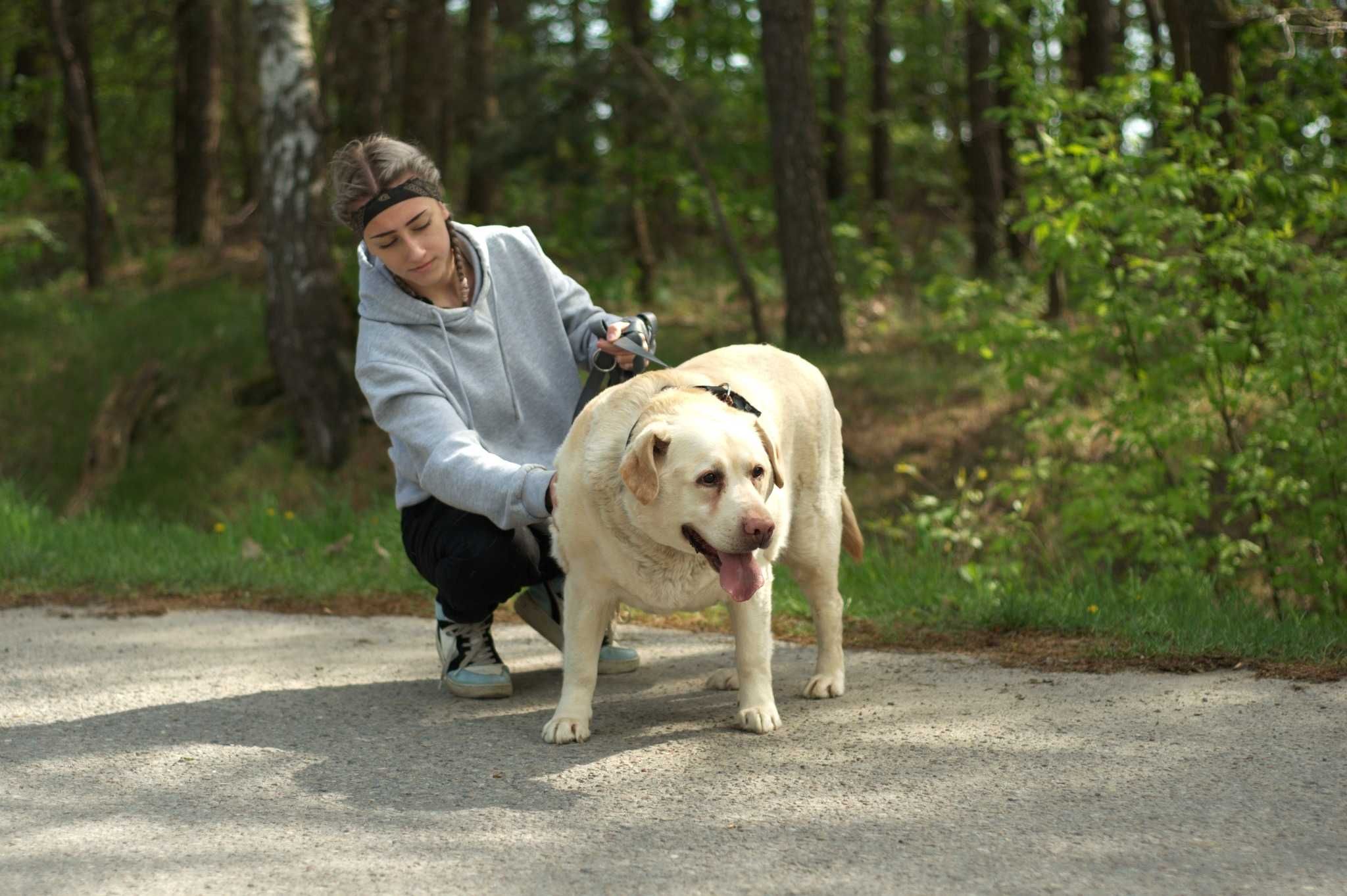 HENIS - psiak w typie labradora pilnie potrzebuje pomocy