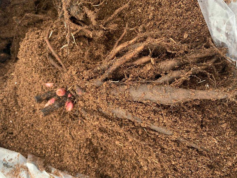 Півоній. Пионы, Ціна по закупці в Голландії