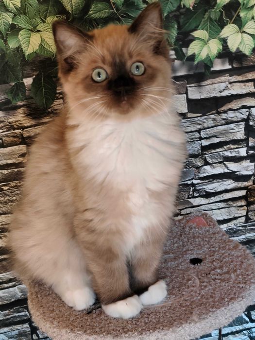 Ragdoll Cherubim Kotka MINK CZEKOLADA  rodowód międzynarodowy TICA .