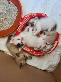 Gatinhas para adopção