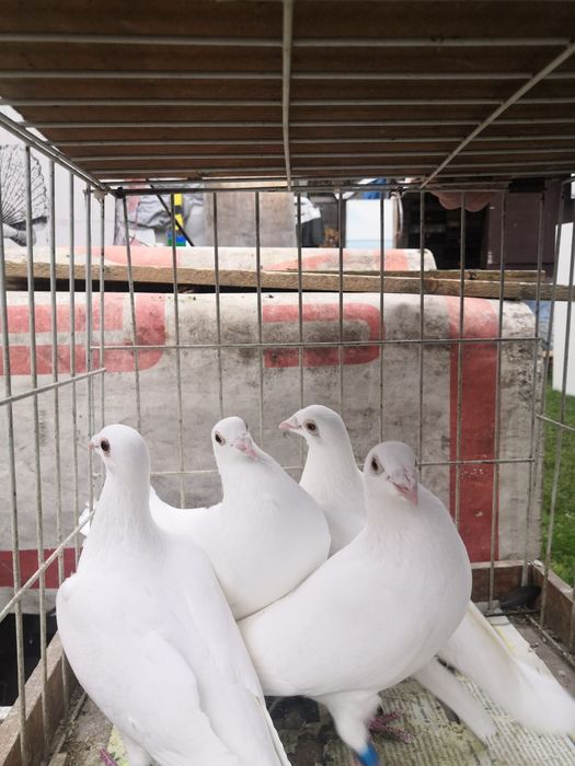 Białe pocztowe, gołębie, białe Delbary